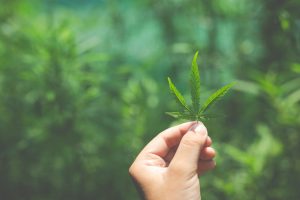 Cannabis Compliance Training