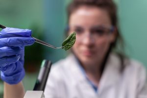 Cannabis Compliance Consultant