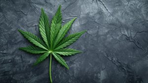Cannabis Consulting Firm